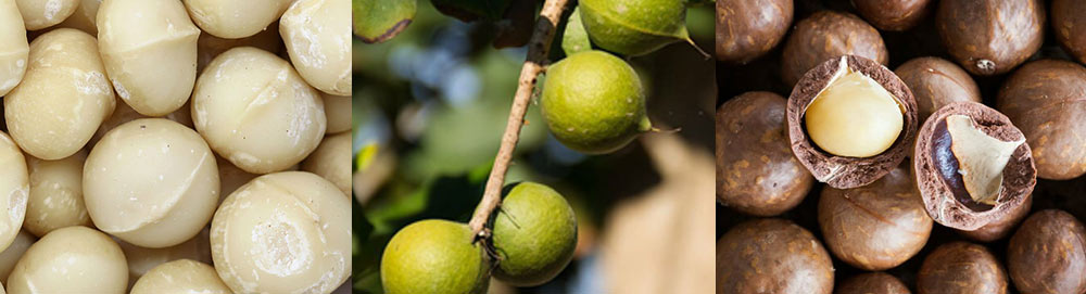 Attrezzatura per la selezione delle noci di macadamia