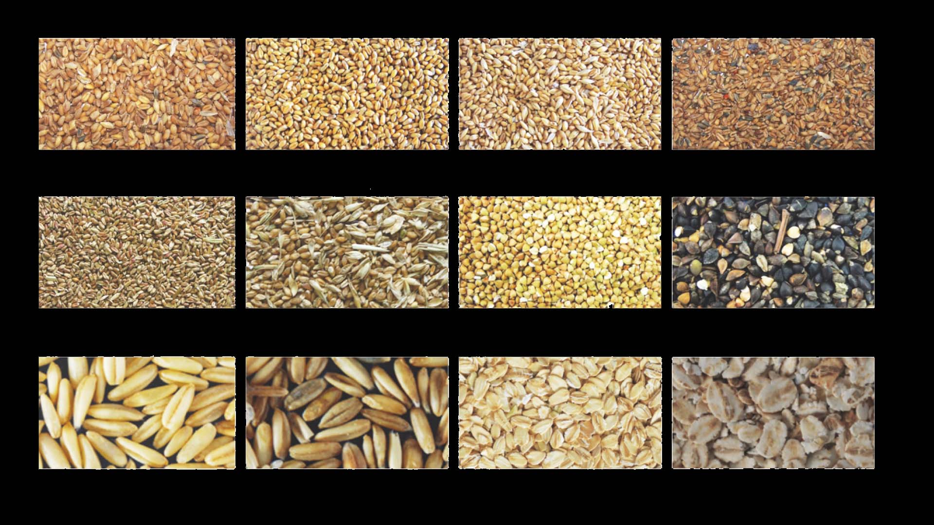 Selezionatore di colore del grano AMD